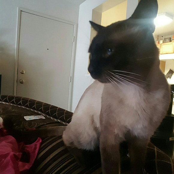 🐞Meet your Posher, Rosa🌹 - Picture 1 of 6